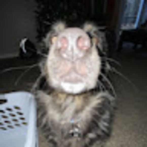 ledoggos123